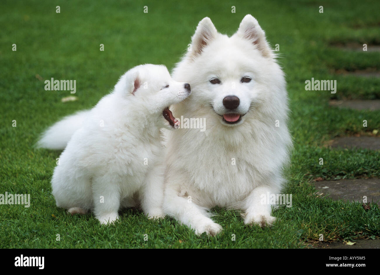 Samoiedo cane con cucciolo Foto Stock