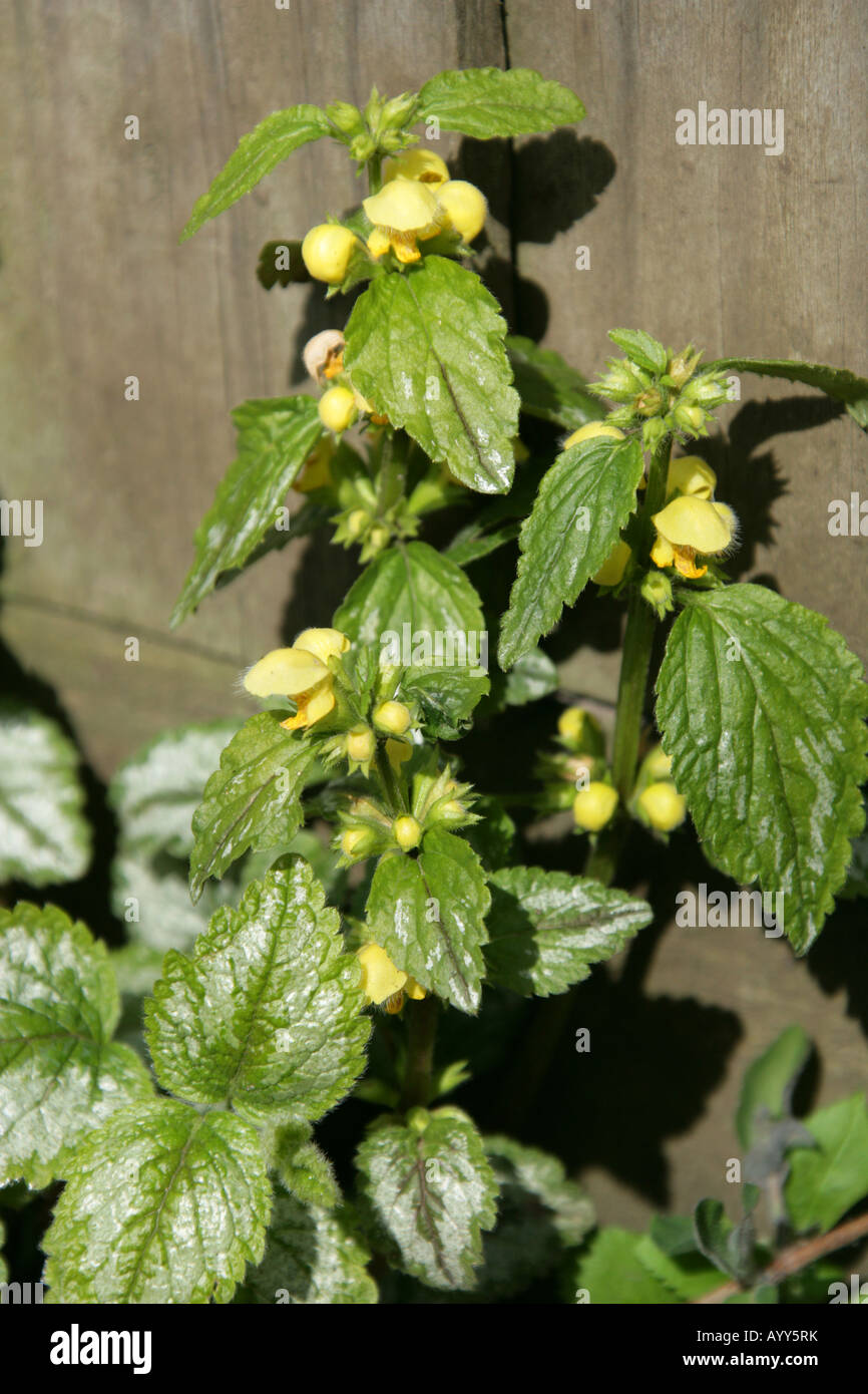 Arcangelo giallo, Lamium galeobdolon, (Galeobdolon luteum), Lamiaceae. Uno dei Nettles morti, noto anche come Weasel Snout. Foto Stock