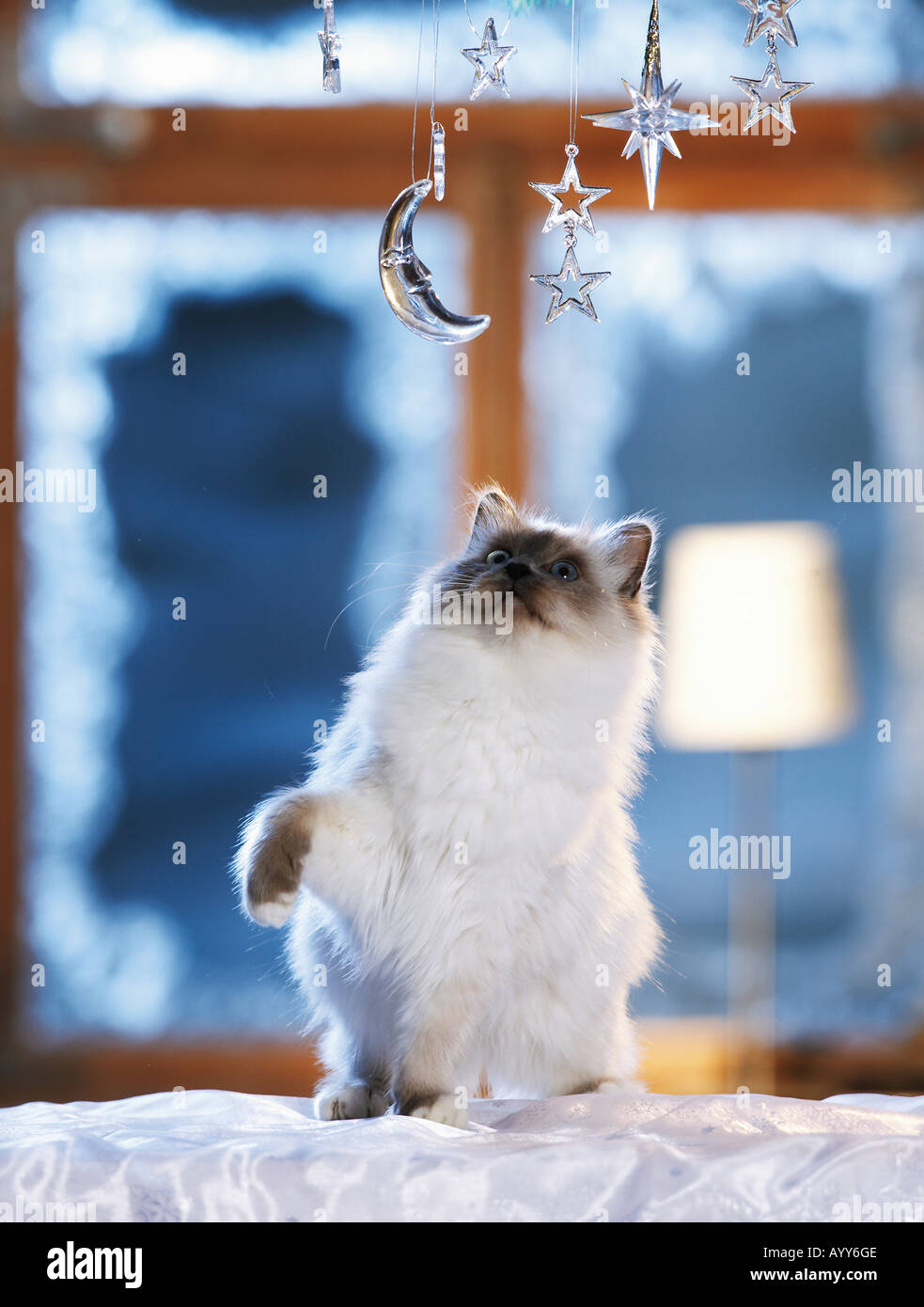 Gatti sacri di birmania - guarda la decorazione di Natale Foto Stock