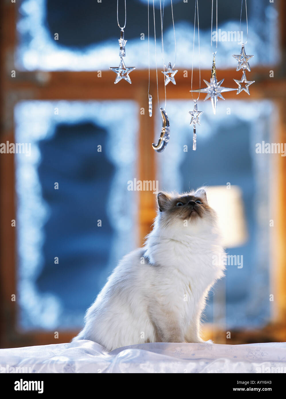 Gatti sacri di birmania - guarda la decorazione di Natale Foto Stock