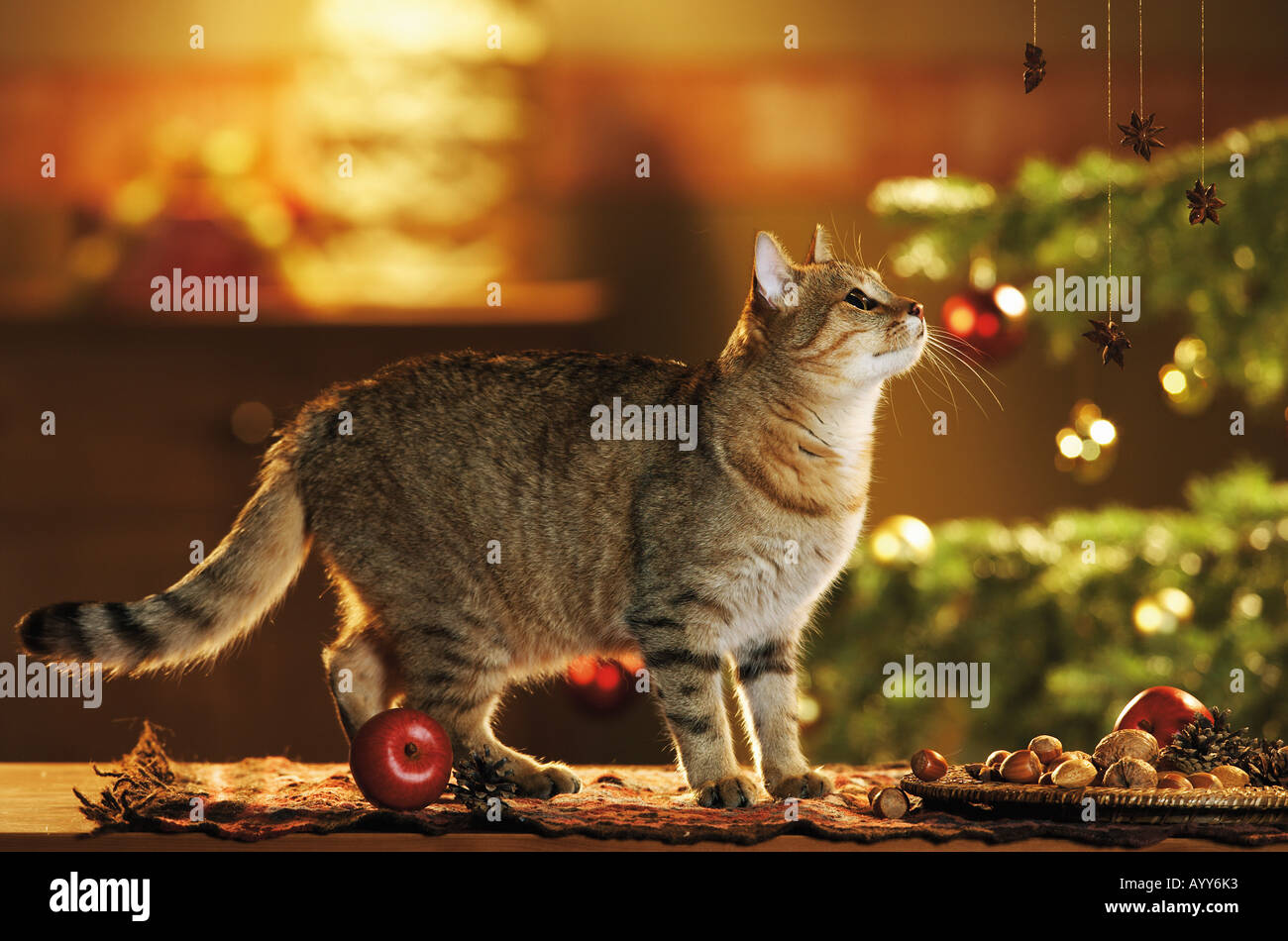 Il gatto domestico guarda la decorazione di Natale Foto Stock
