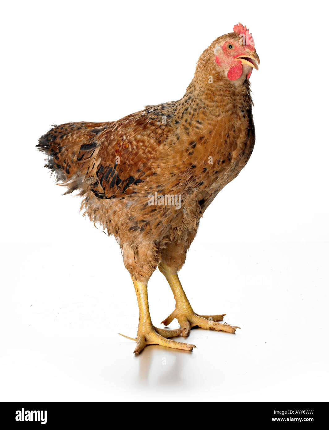 Live pollo rosso Foto Stock