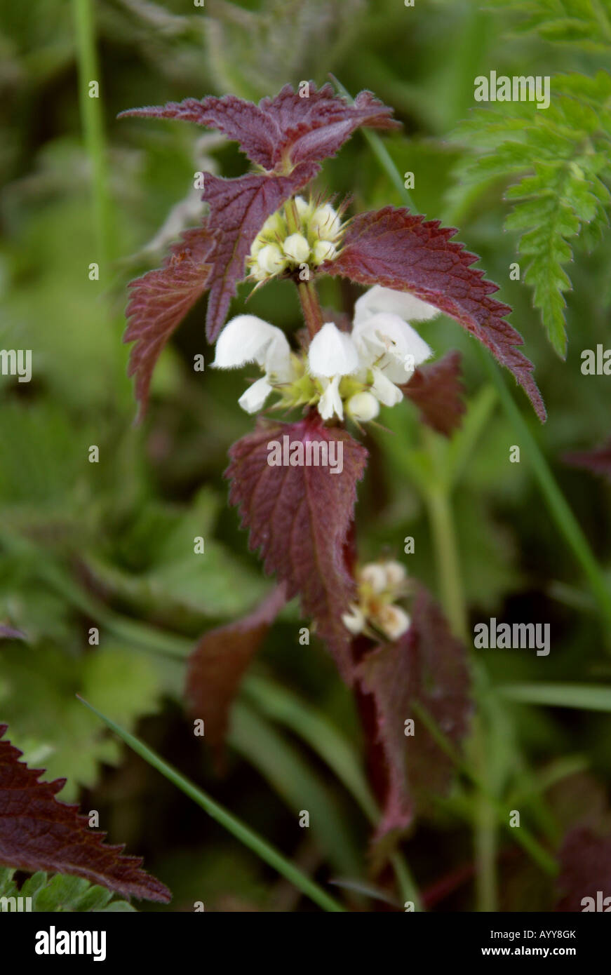 Morti Bianche Ortica Lamium album Foto Stock
