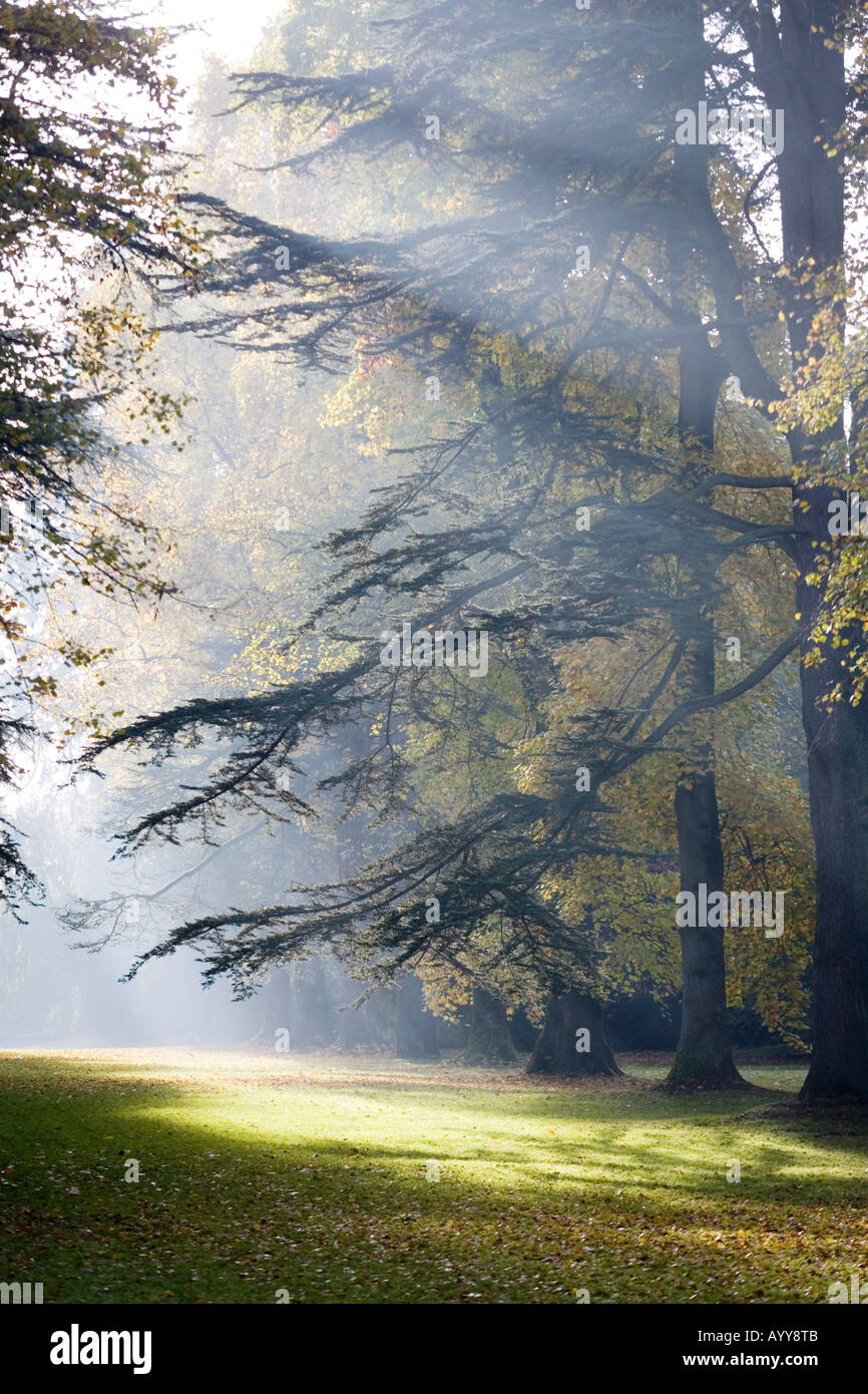 La mattina presto in autunno la luce del sole a Westonbirt Arboretum GLOUCESTERSHIRE REGNO UNITO Foto Stock