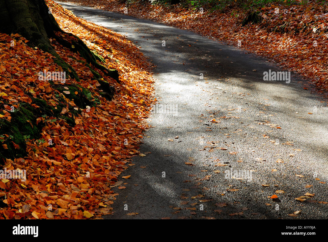 l'autunno parte sulla corsia di campagna, norfolk, inghilterra Foto Stock
