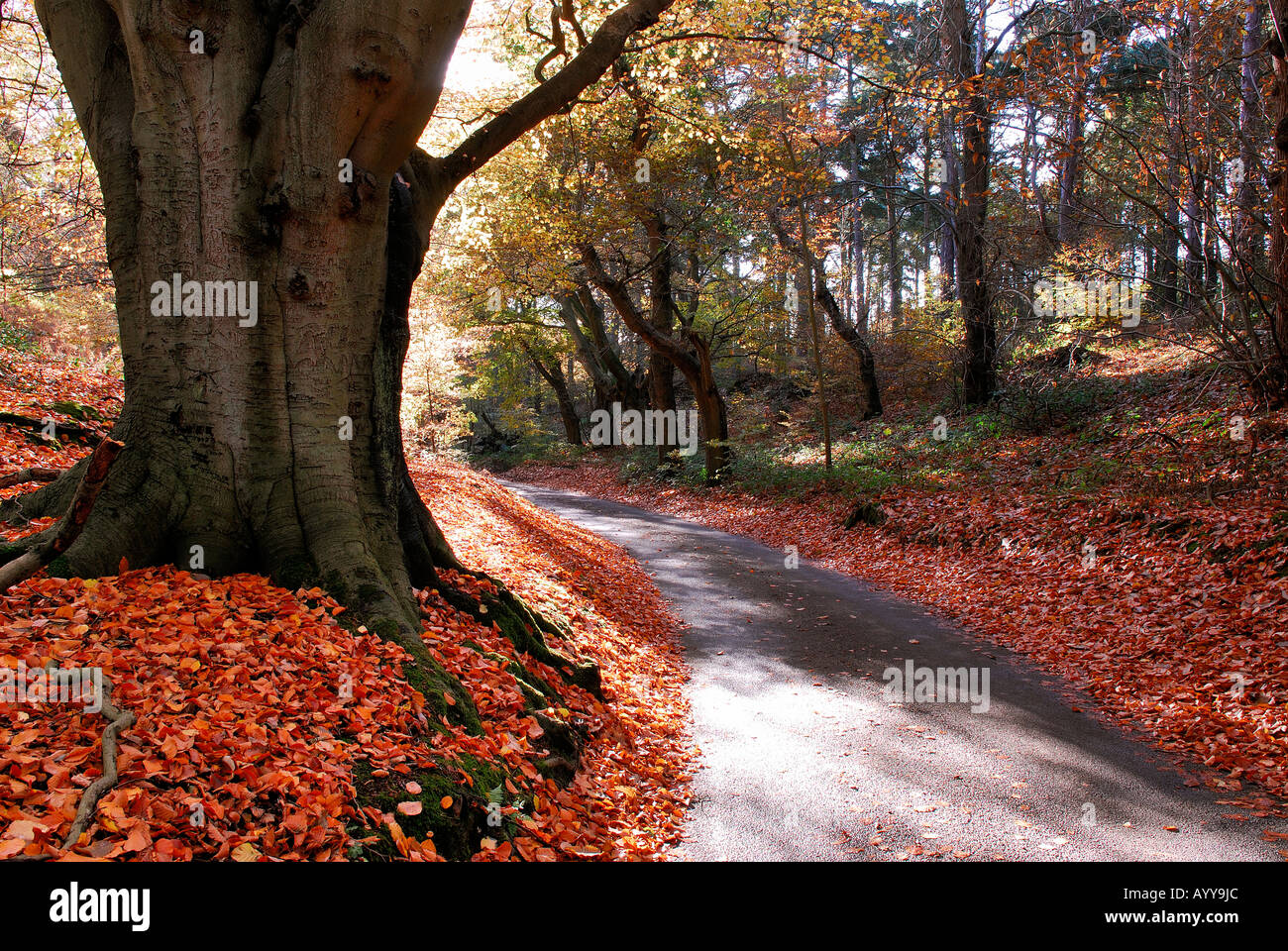 Foglie di autunno sul paese lane, felbrigg, norfolk Foto Stock