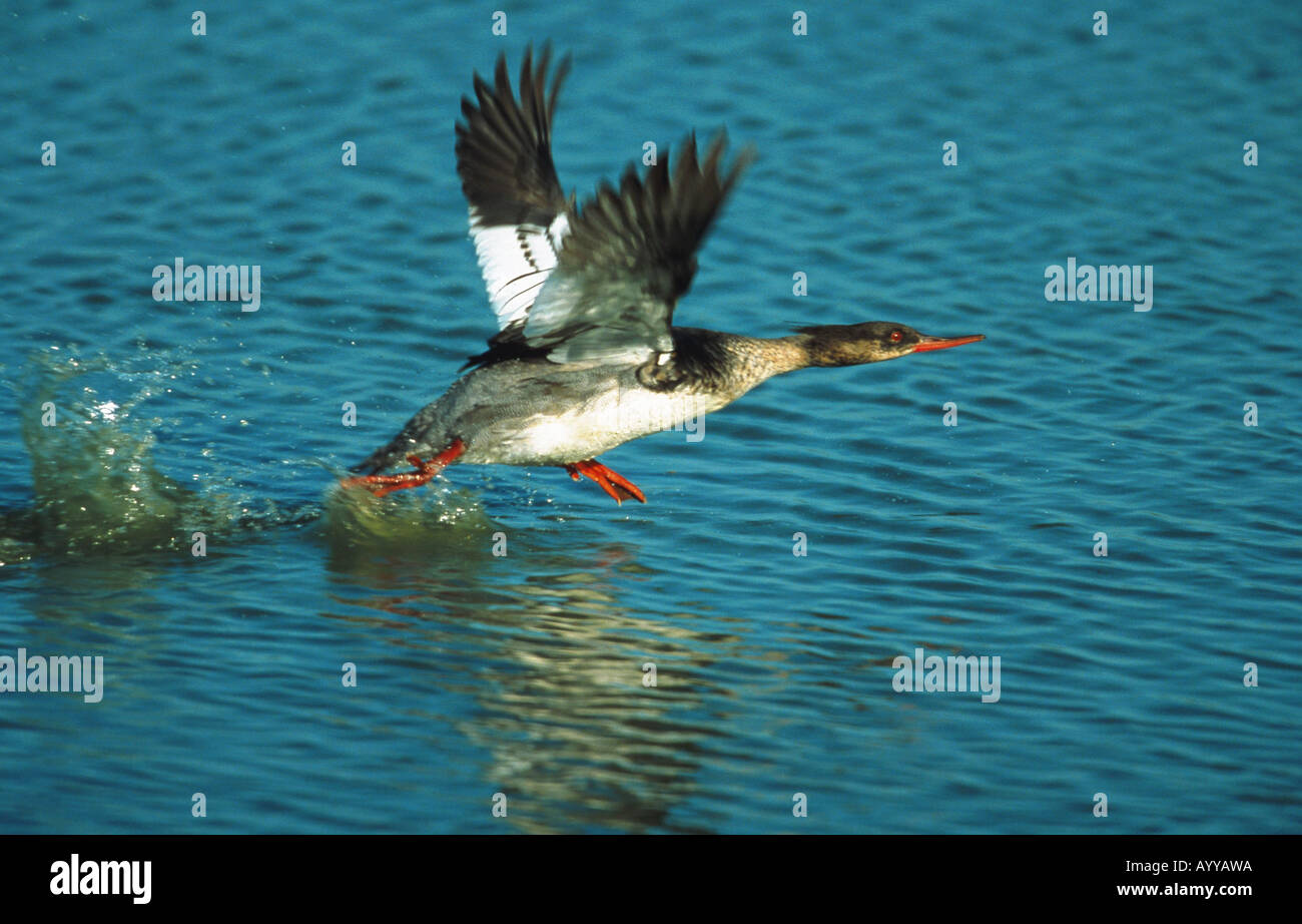 Red-breasted merganser (Mergus serrator), maschio, volare Foto Stock