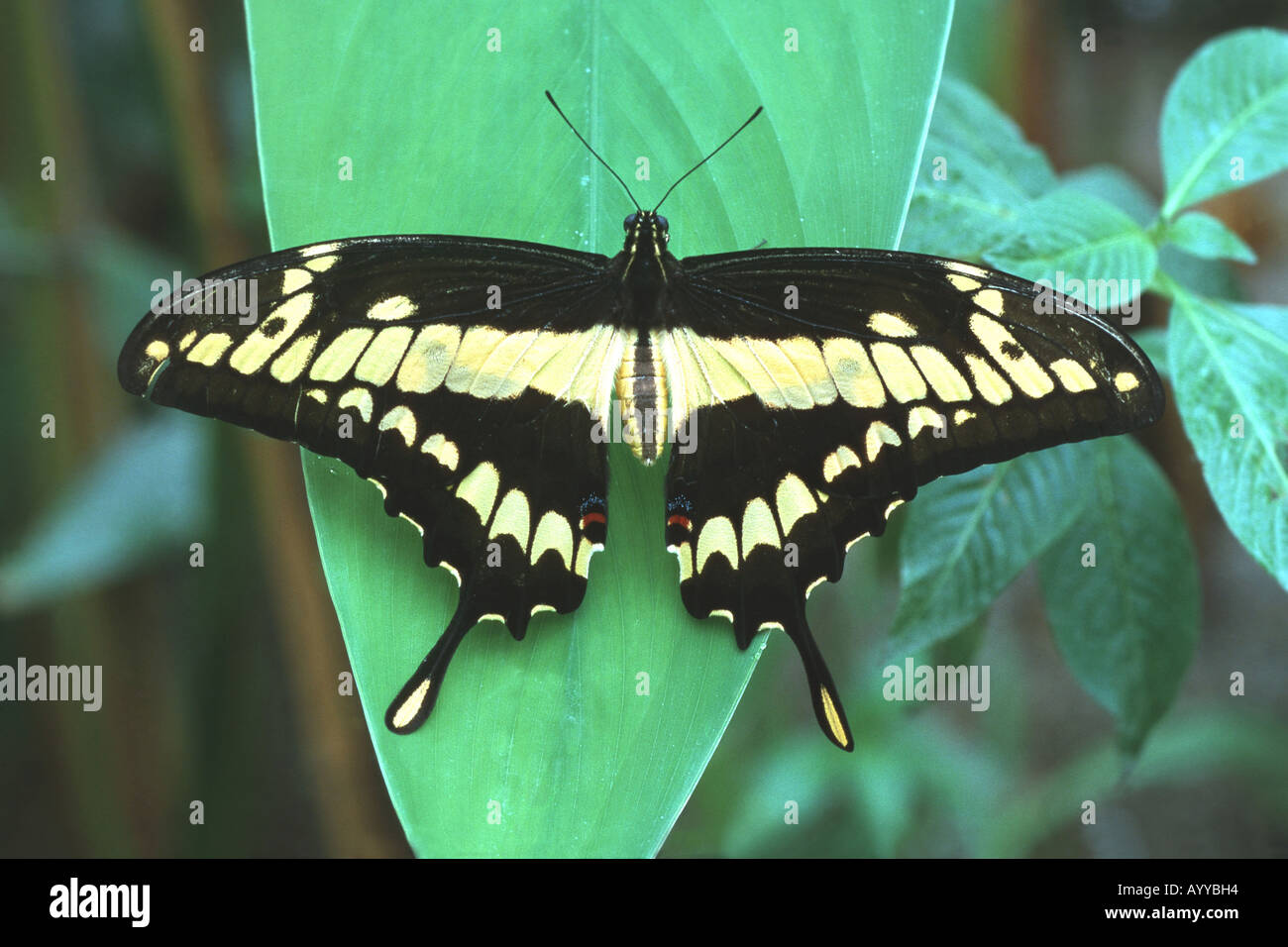 Coda forcuta (Papilio machaon), Messico Foto Stock