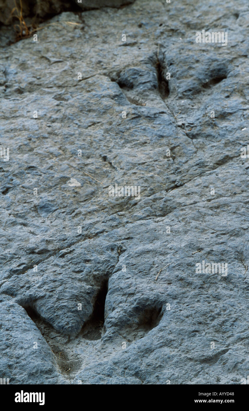 Impronte di dinosauro fossilizzate di sinistra nella roccia a La vergine del Campo Foto Stock