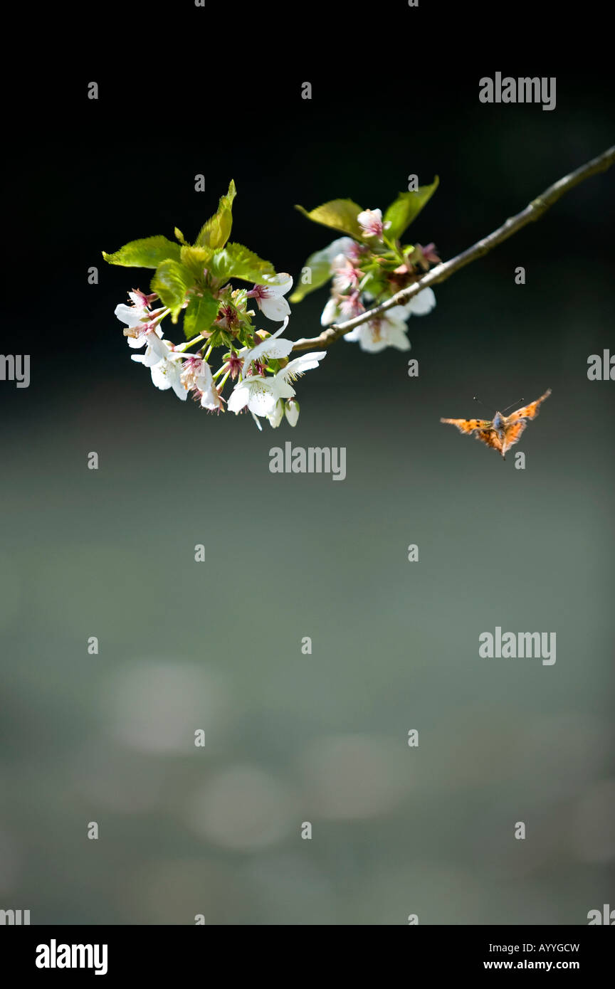 Polygonia c-album. Virgola butterfly intorno al Cherry Tree blossom Foto Stock