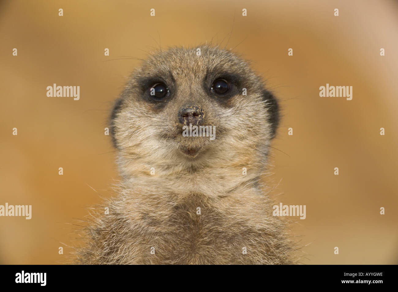 Un meerkat (suricata suricatta) mantenendo watch Foto Stock