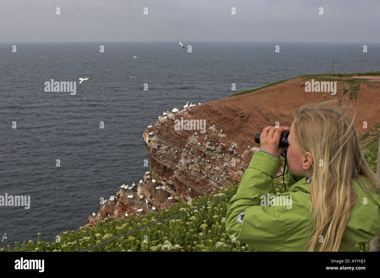 La ragazza della roccia di uccelli di Helgoland, la Germania, l'isola di Helgoland Foto Stock