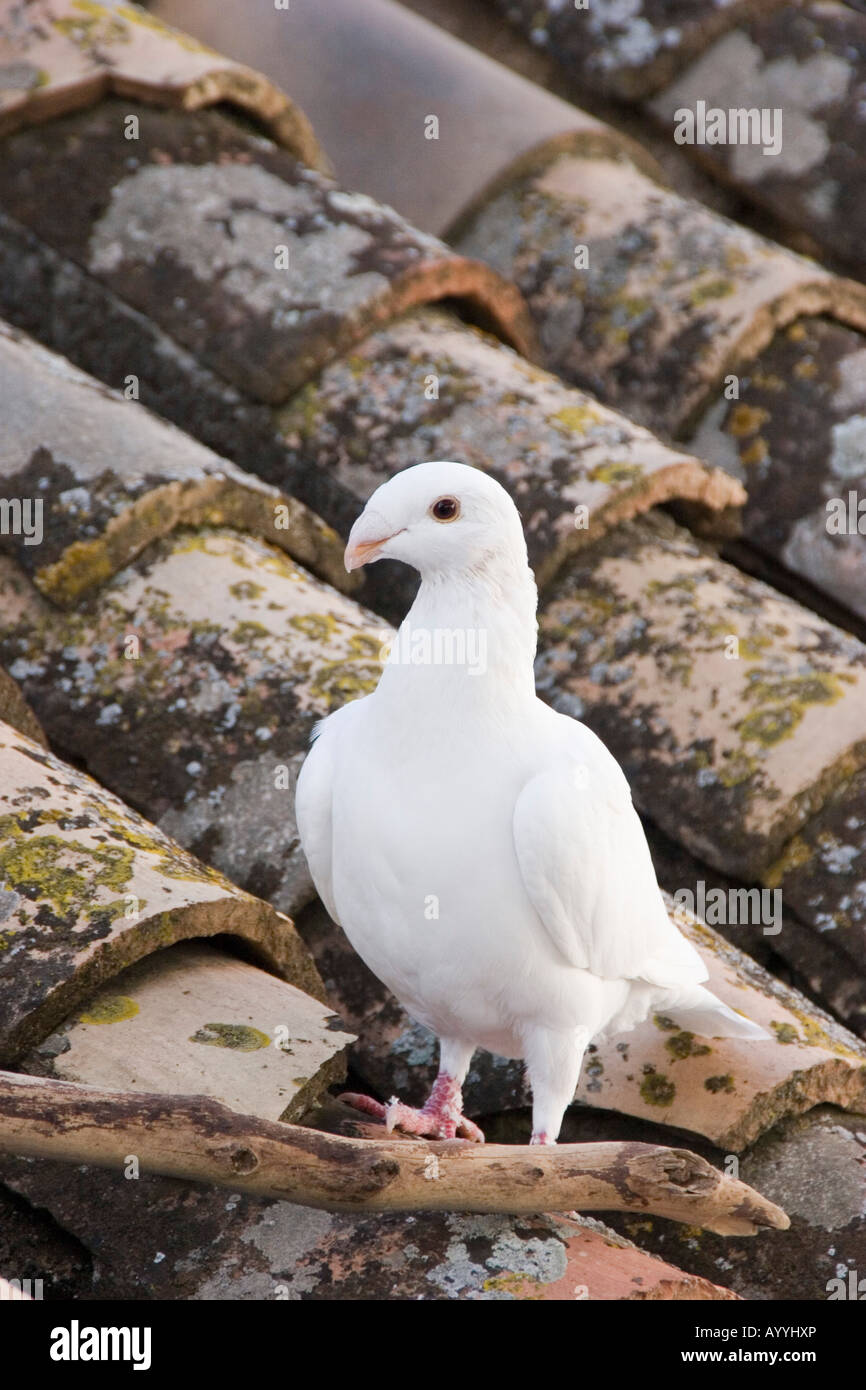 Una colomba bianca si siede su un tetto di tegole in Granada Spagna. Foto Stock