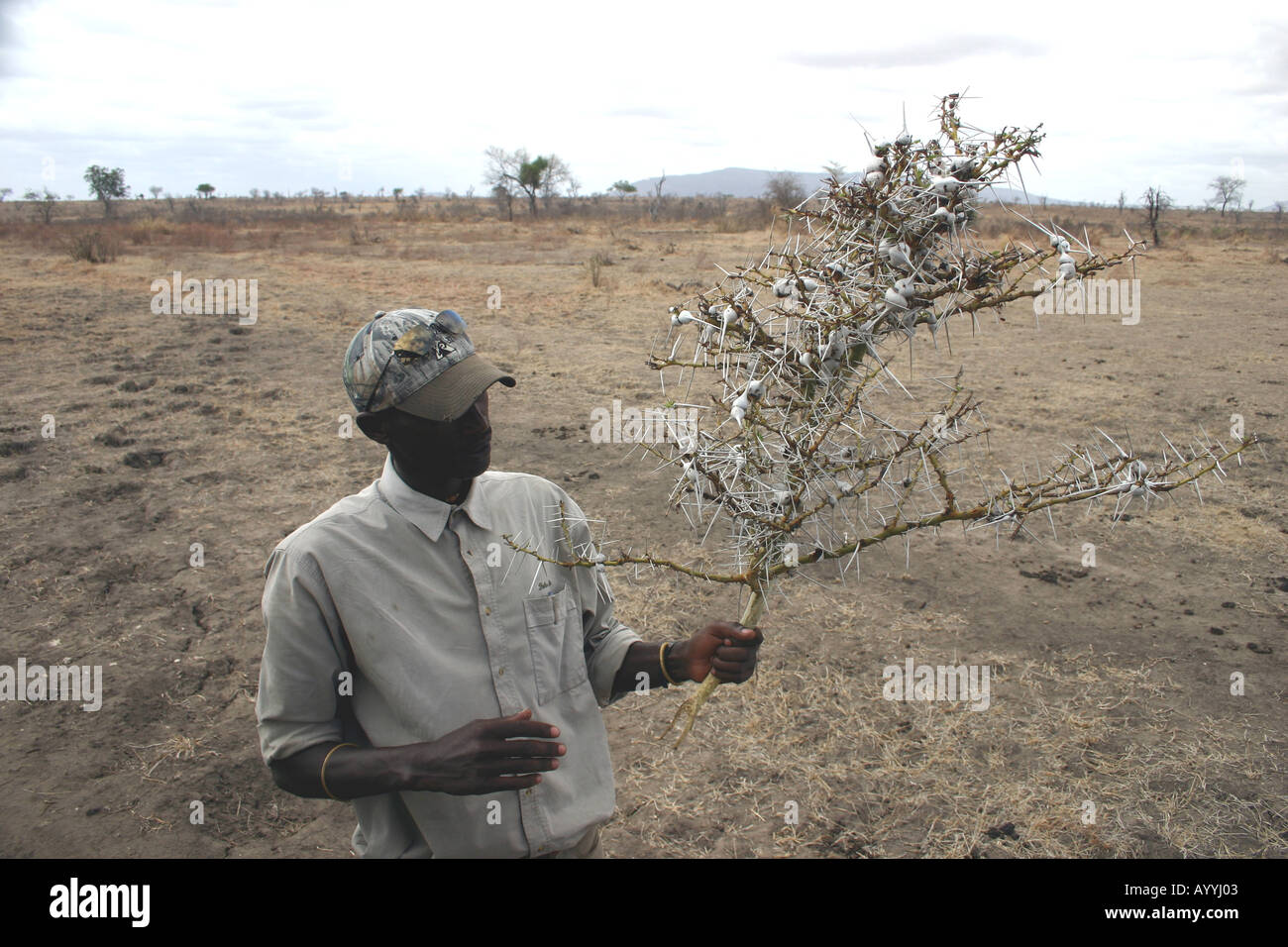 TANZANIA - tracker explaing guida come formiche vivono in simbiosi con questo thorn bush - nesting in essa e la protegge dagli attacchi Foto Stock