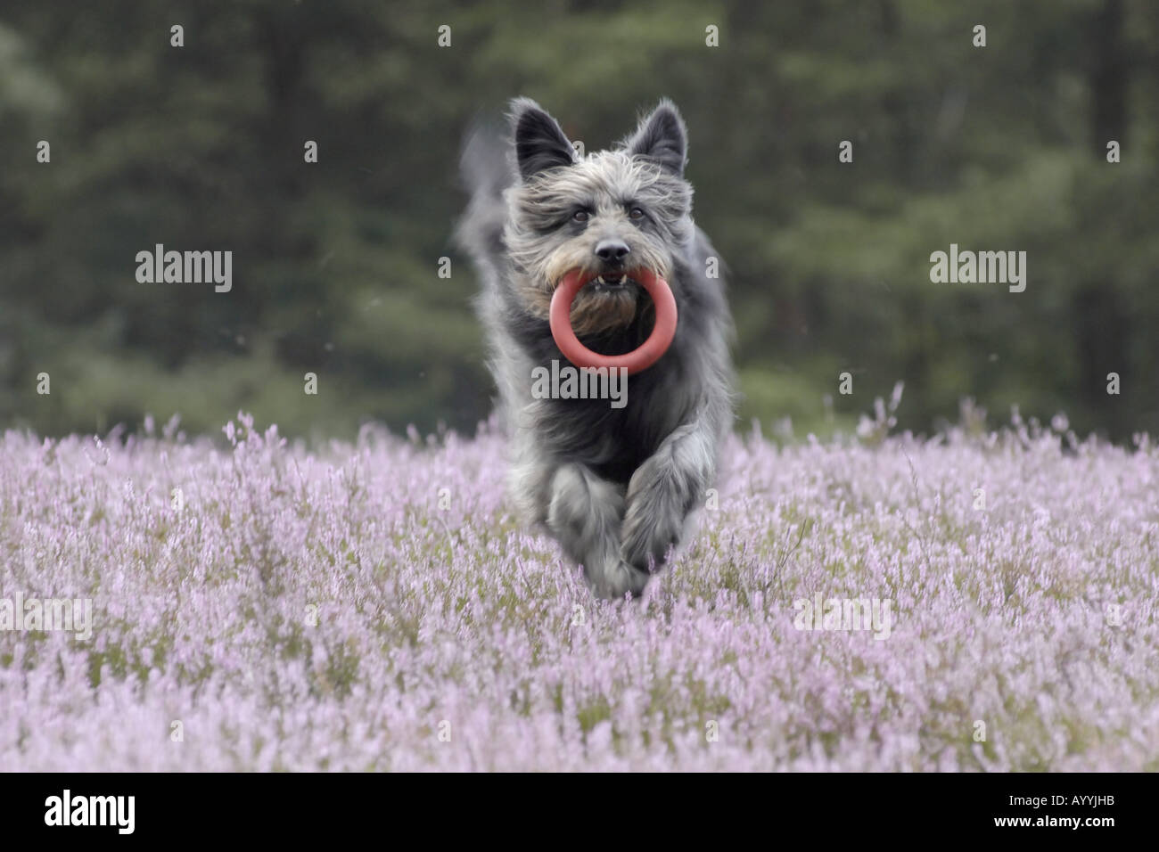 Razza cane (Canis lupus f. familiaris), recupero di giocattolo in fioritura brughiera Foto Stock