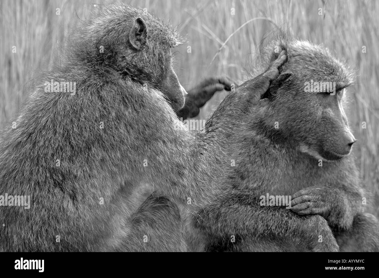 I babbuini grooming Foto Stock