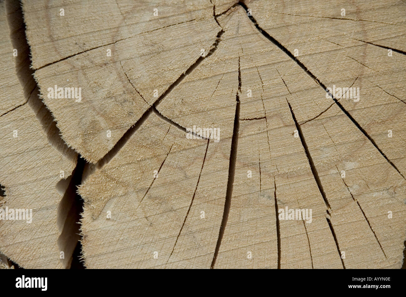 ceppi di legno segati Foto Stock
