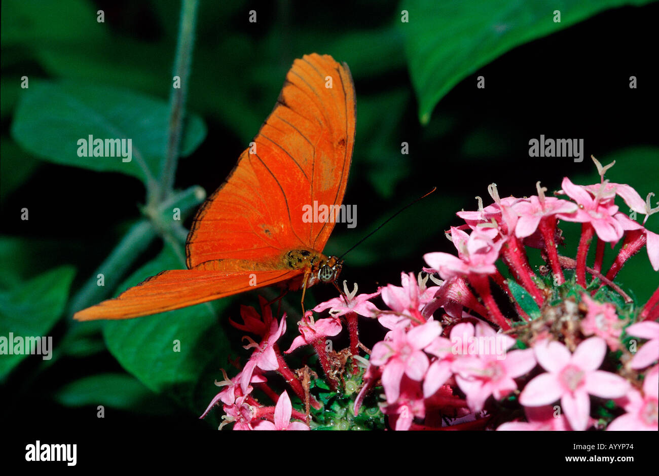 Julia Butterfly Dryas iulia Costa Rica sud america i Giardini delle Cascate La Paz la pace Lodge Foto Stock