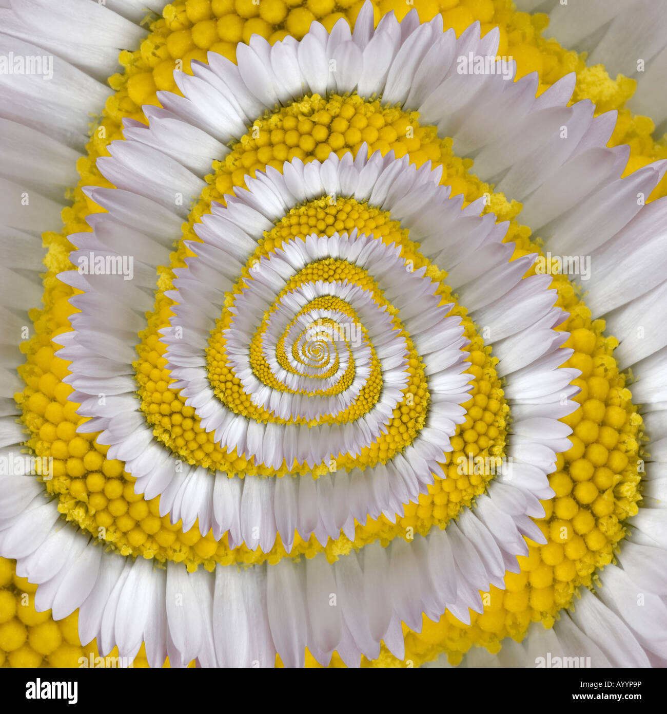 Una creazione grafica da un fiore a margherita (Bellis perennis). Création graphique à partir d'une fleur de pâquerette. Foto Stock