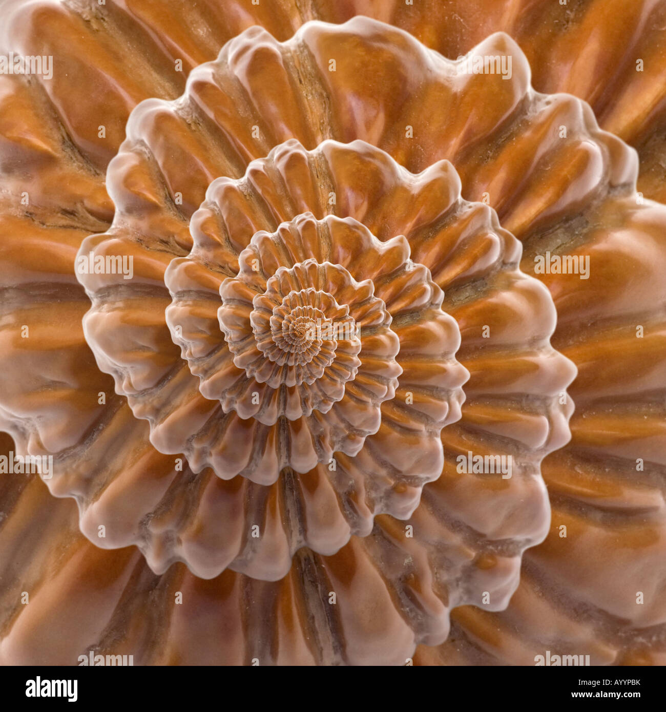 Una creazione grafica da un guscio di noce. Création graphique à partir d'une coquille de noix. Foto Stock