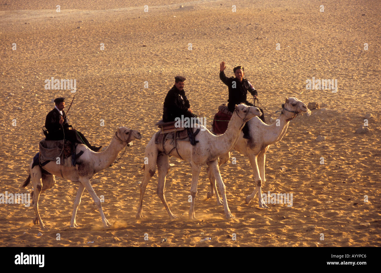 Polizia turistica sui cammelli pattugliano la Piramide di Giza sito a sunrise, Il Cairo in Egitto Foto Stock