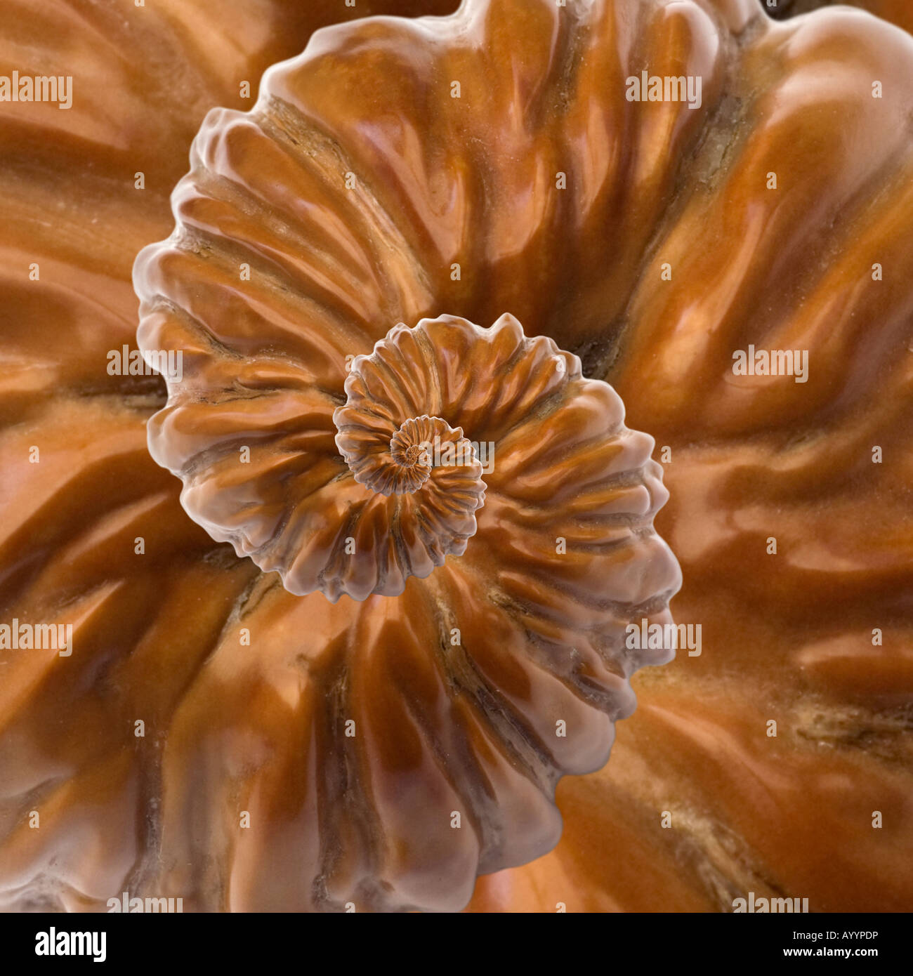 Una creazione grafica da un guscio di noce. Création graphique à partir d'une coquille de noix. Foto Stock