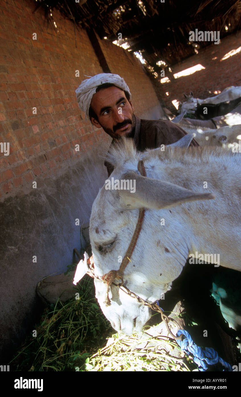 Forno di mattoni comunità in Helwan vicino al Cairo, Egitto. Brooke ospedale per animali è coinvolto nella formazione di stablemen circa il meglio della zootecnia Foto Stock