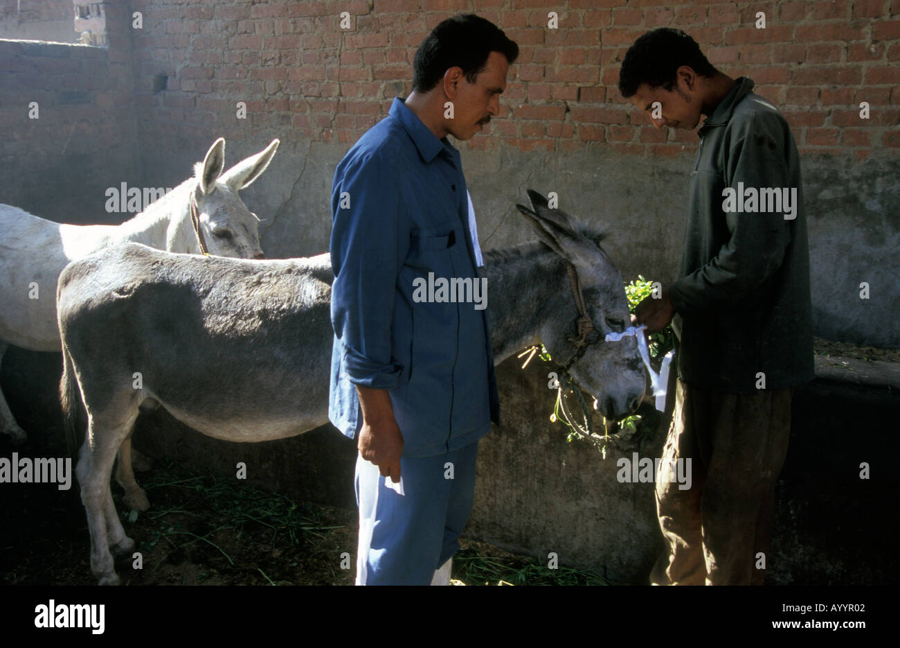 Brooke ospedale per animali HQ del Cairo in Egitto Foto Stock