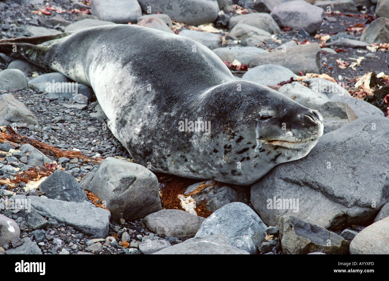 Leopard guarnizione sulla spiaggia, sull'isola King George, in Antartide Foto Stock