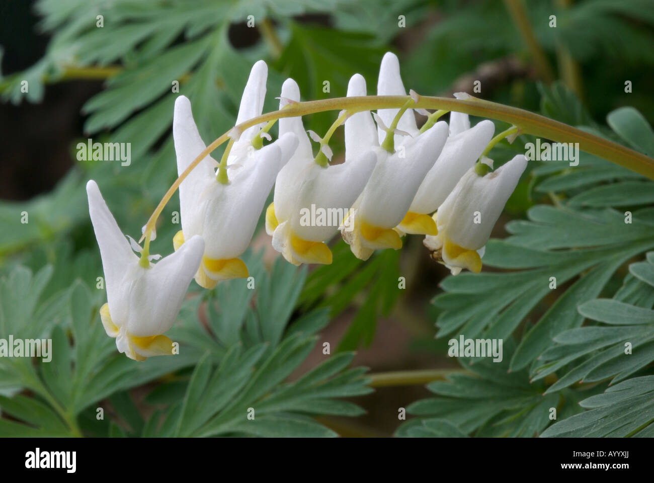 Dutchman's calzoncini [Dicentra cucullaria] molla nativo wildlflower orientale di North American foreste di latifoglie Foto Stock