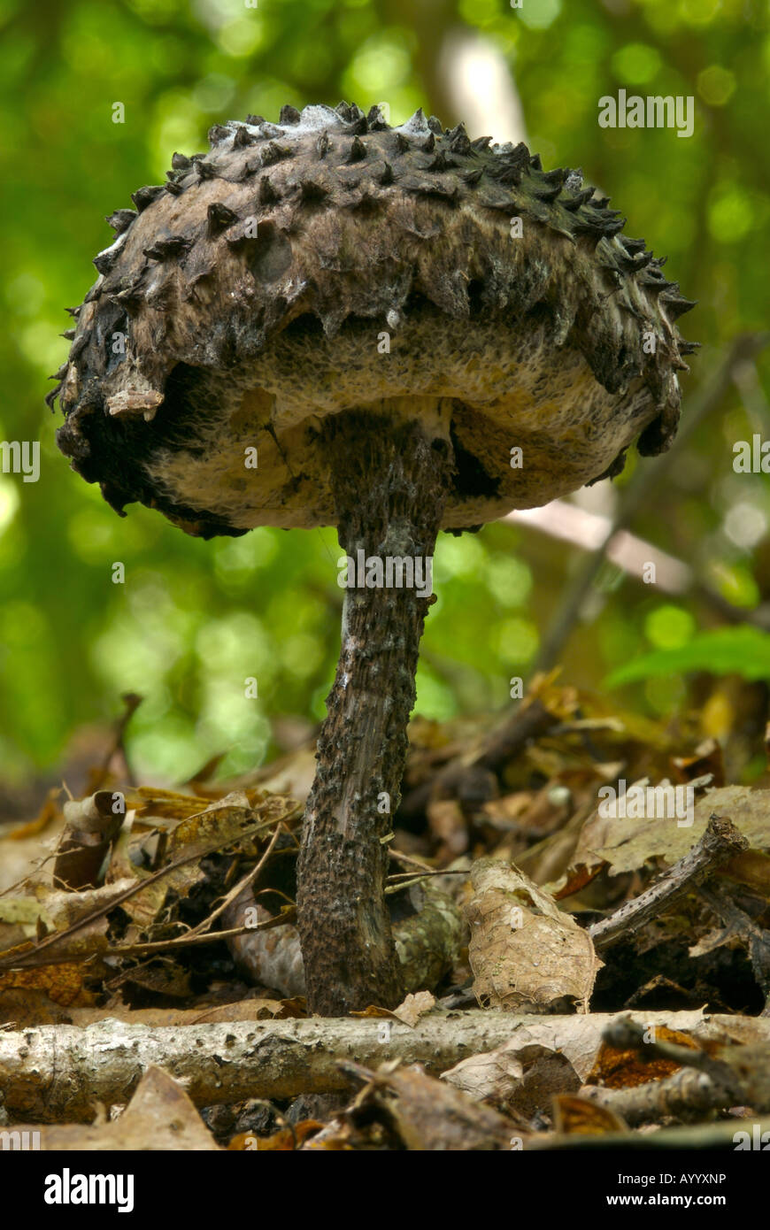 Il vecchio uomo di boschi bolete a forma di fungo presente sul suolo della foresta, Monongahela National Forest, West Virginia, USA. Strobilomyces sp. Foto Stock