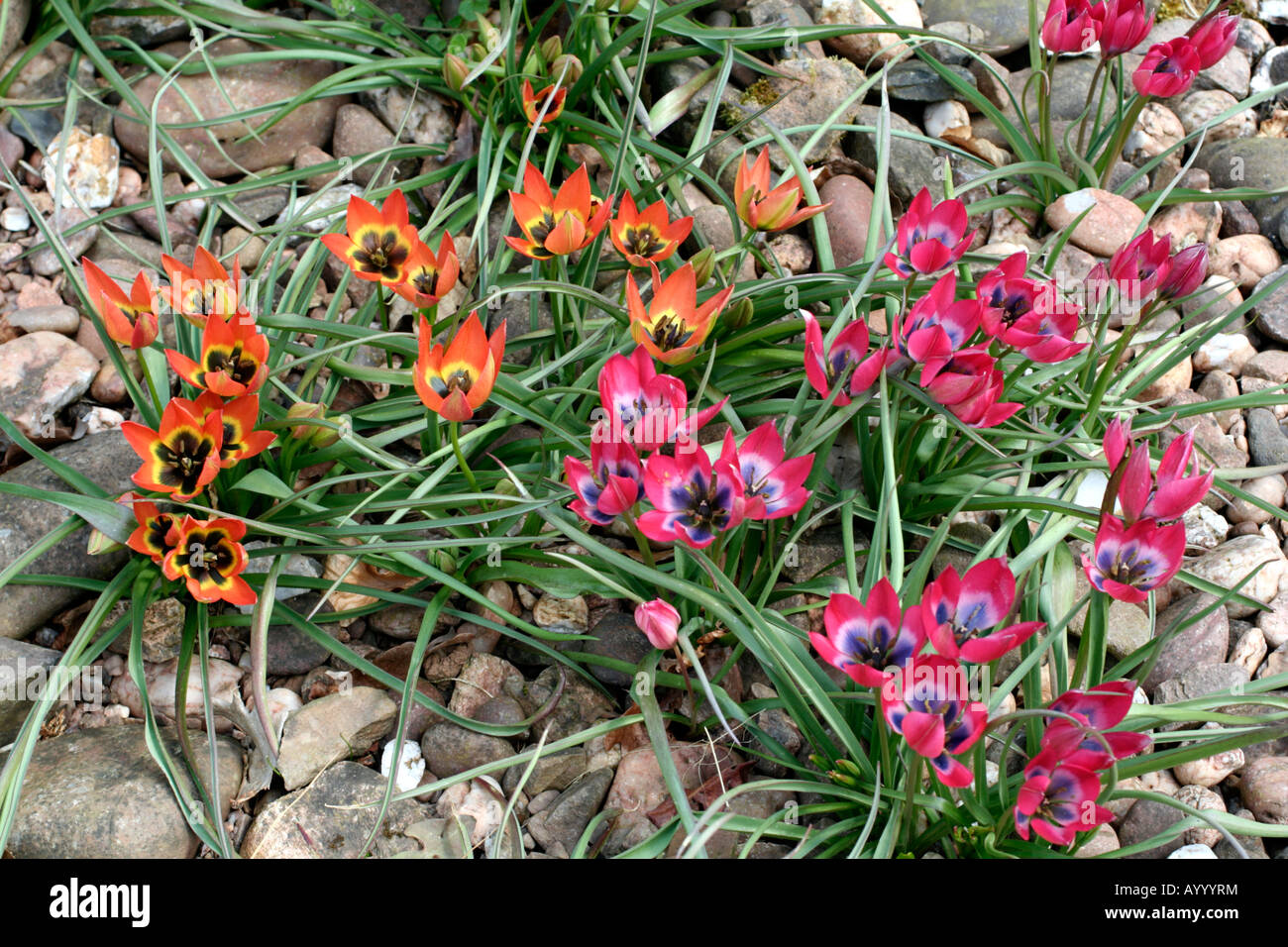 TULIPA piccola bellezza ROSA E T piccola principessa Foto Stock