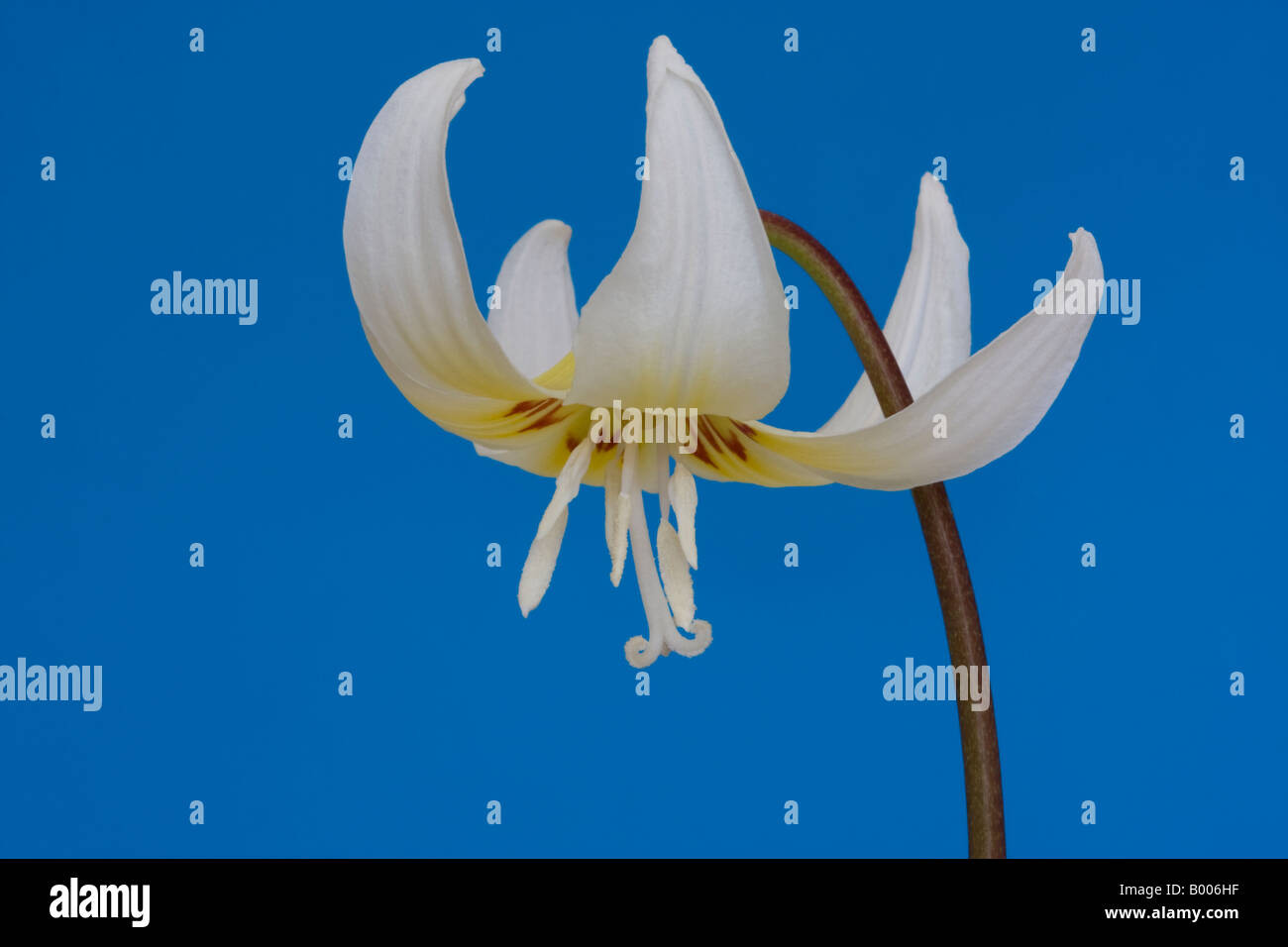 Studio shot di erythronium californicum bellezza bianco con uno sfondo blu. Foto Stock