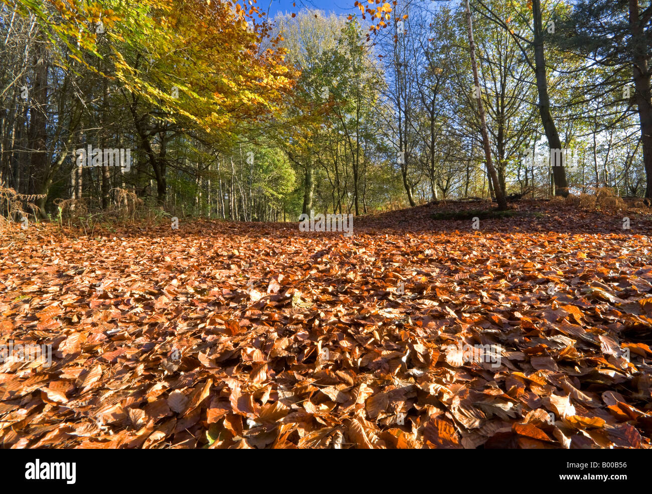 Un tappeto di foglie di autunno Copra il pavimento di Delamere Forest, Cheshire, Inghilterra, Regno Unito Foto Stock