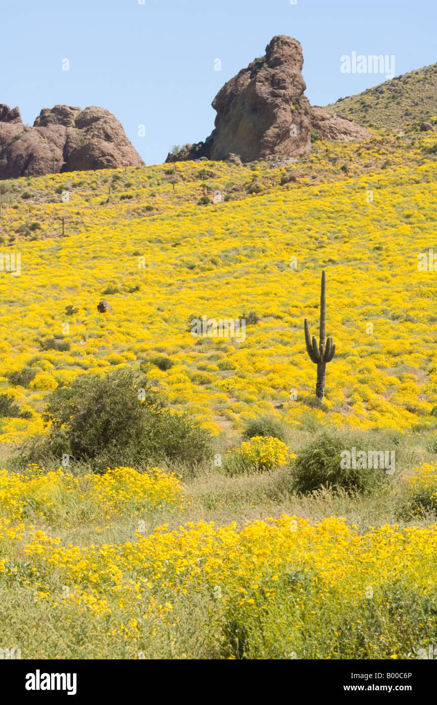 Cactus Saguaro e Brittlebush Superstition Mountains Arizona USA Foto Stock