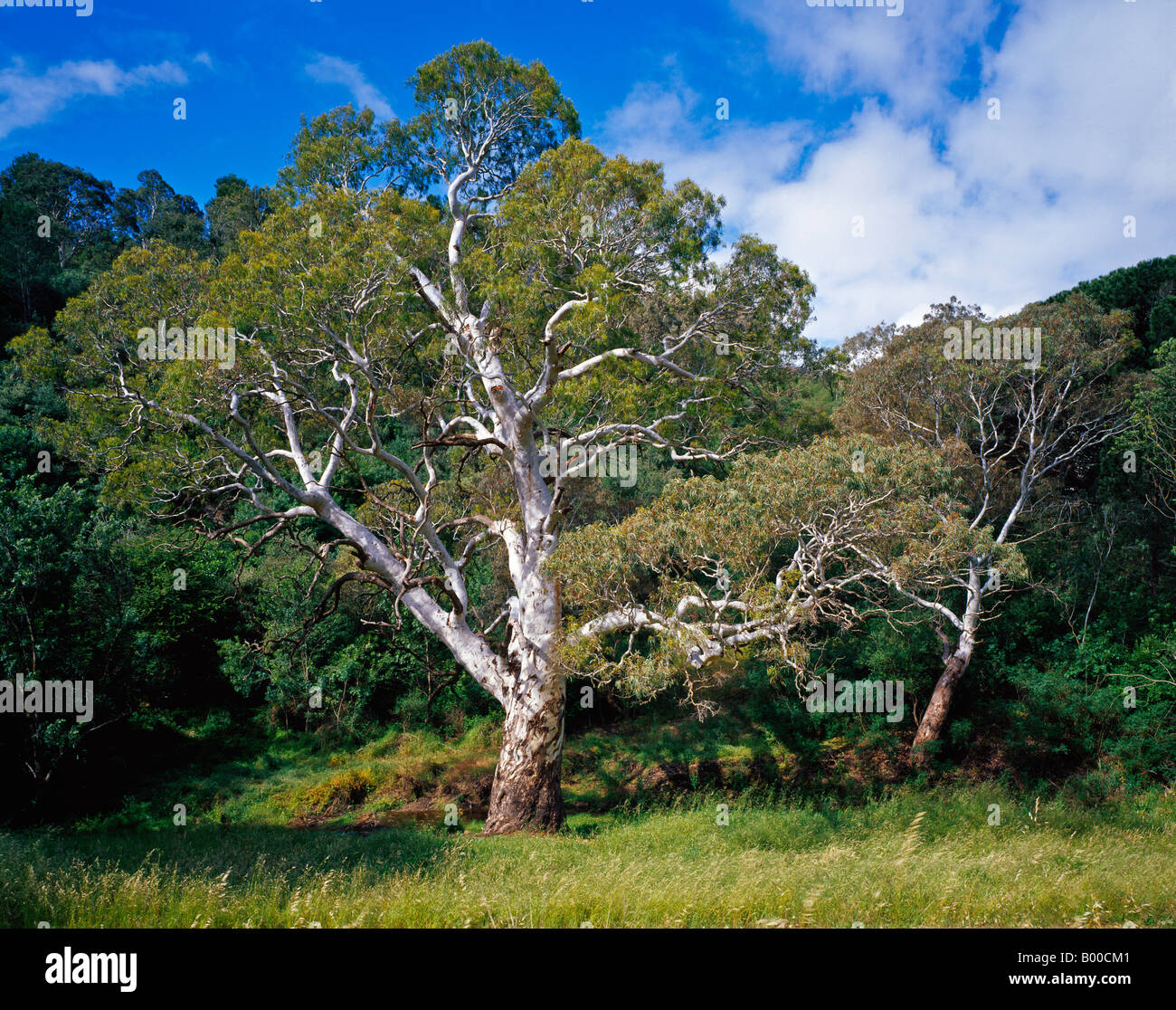 Fiume Gomma rossa albero a Brownhill Creek Adelaide Australia del Sud Foto Stock