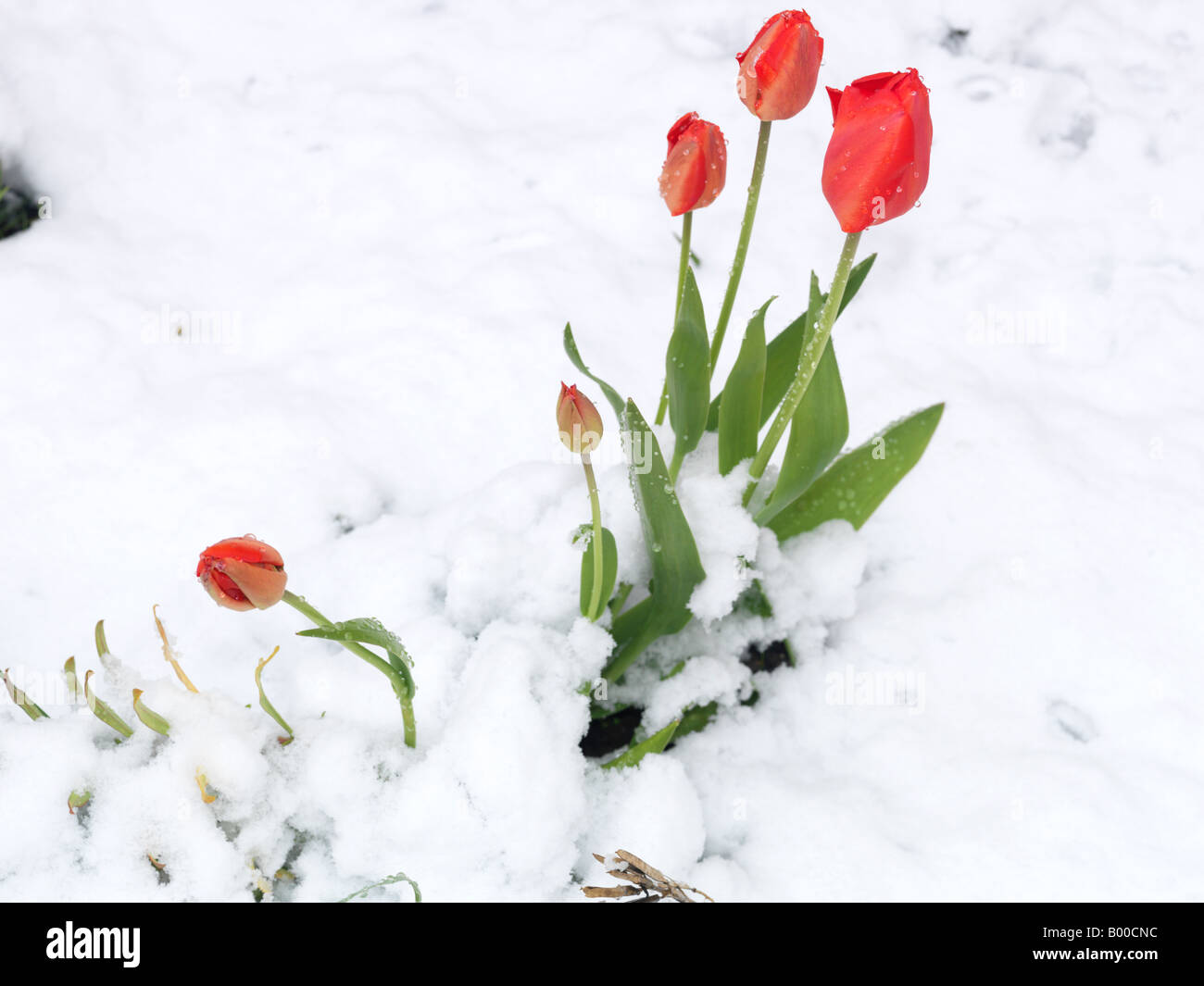 Meteo Unseasonable tulipani nella neve Foto Stock