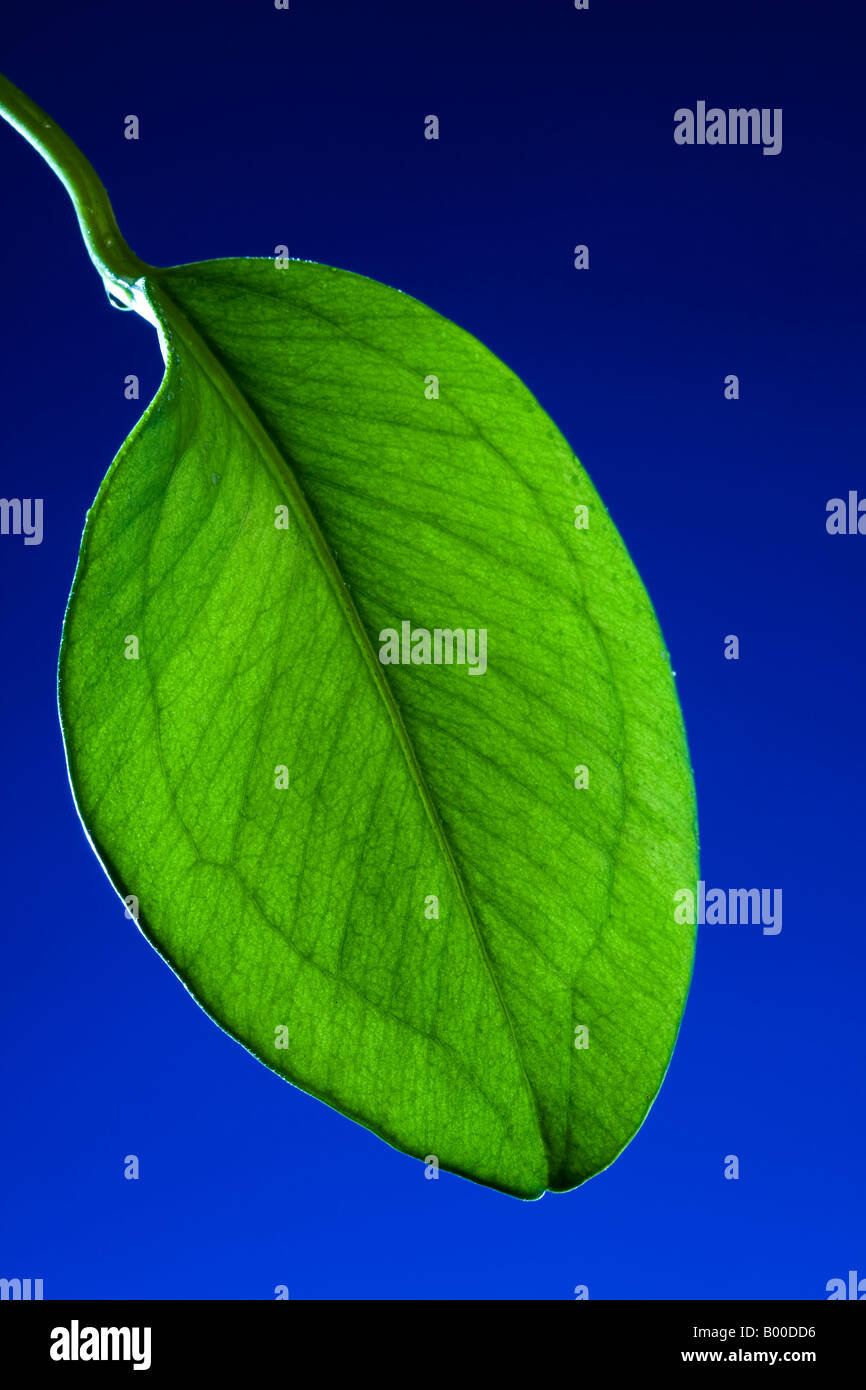 Foglia verde vicino su uno sfondo blu scuro Foto Stock