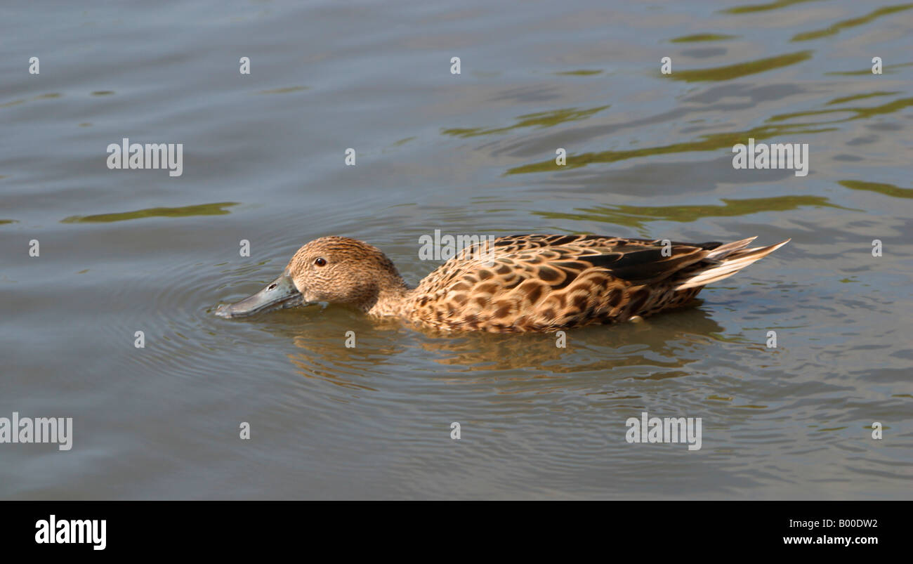 Femmina rosso argentino mestolone, Anas platalea Foto Stock
