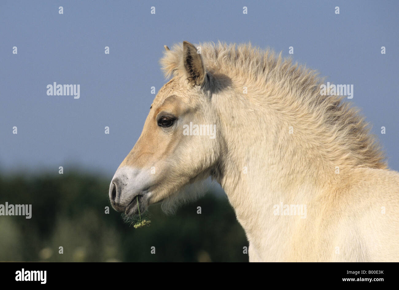Fjord Cavallo (Equus caballus), il ritratto di un puledro Foto Stock