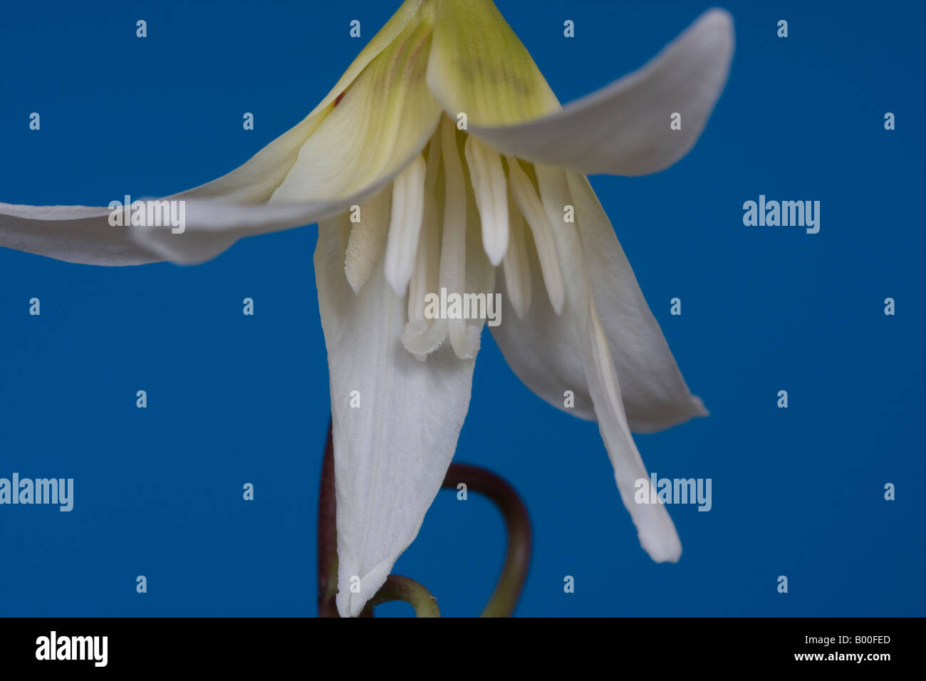 Studio shot di erythronium californicum bellezza bianco con uno sfondo blu. Foto Stock