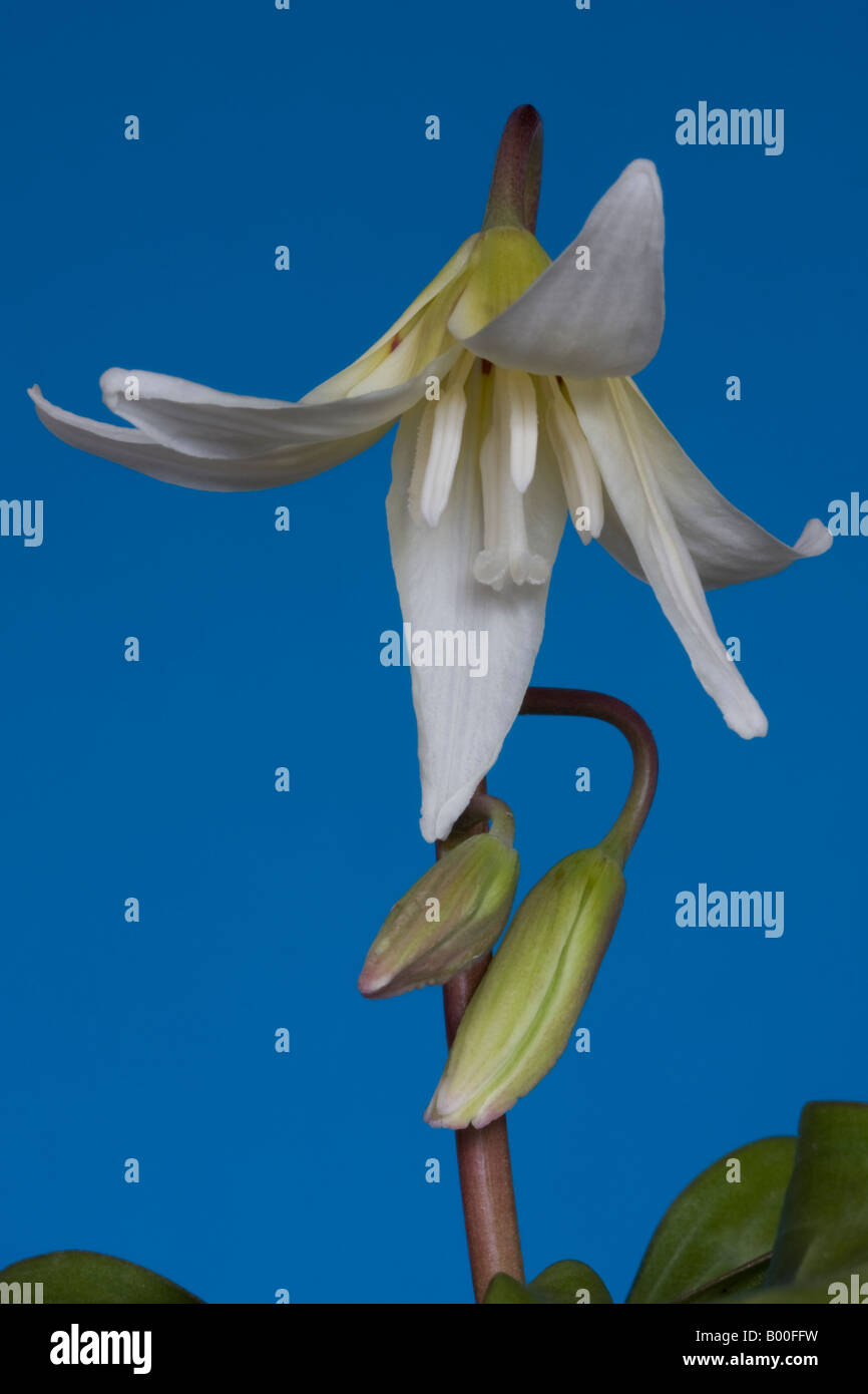 Studio shot di erythronium californicum bellezza bianco con uno sfondo blu. Foto Stock