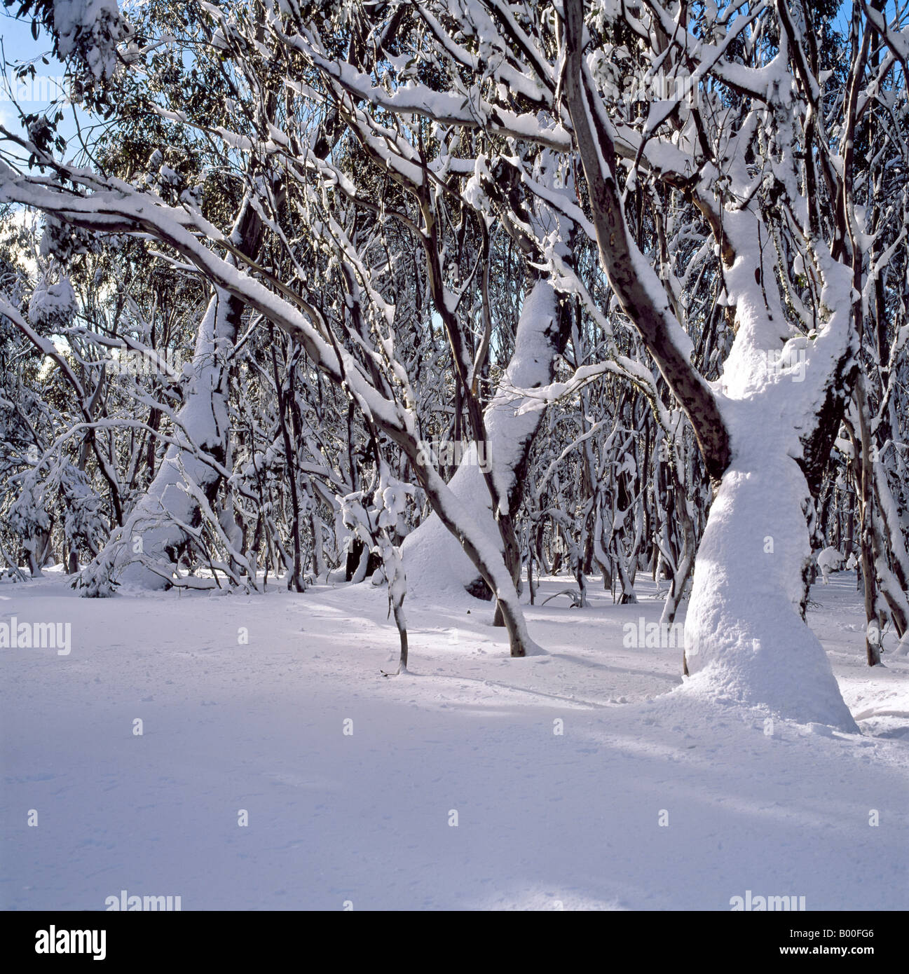 Neve sulle gomme da neve vicino a Mt Selwyn montagne innevate Kosciuszko Parco Nazionale del Nuovo Galles del Sud Australia Foto Stock