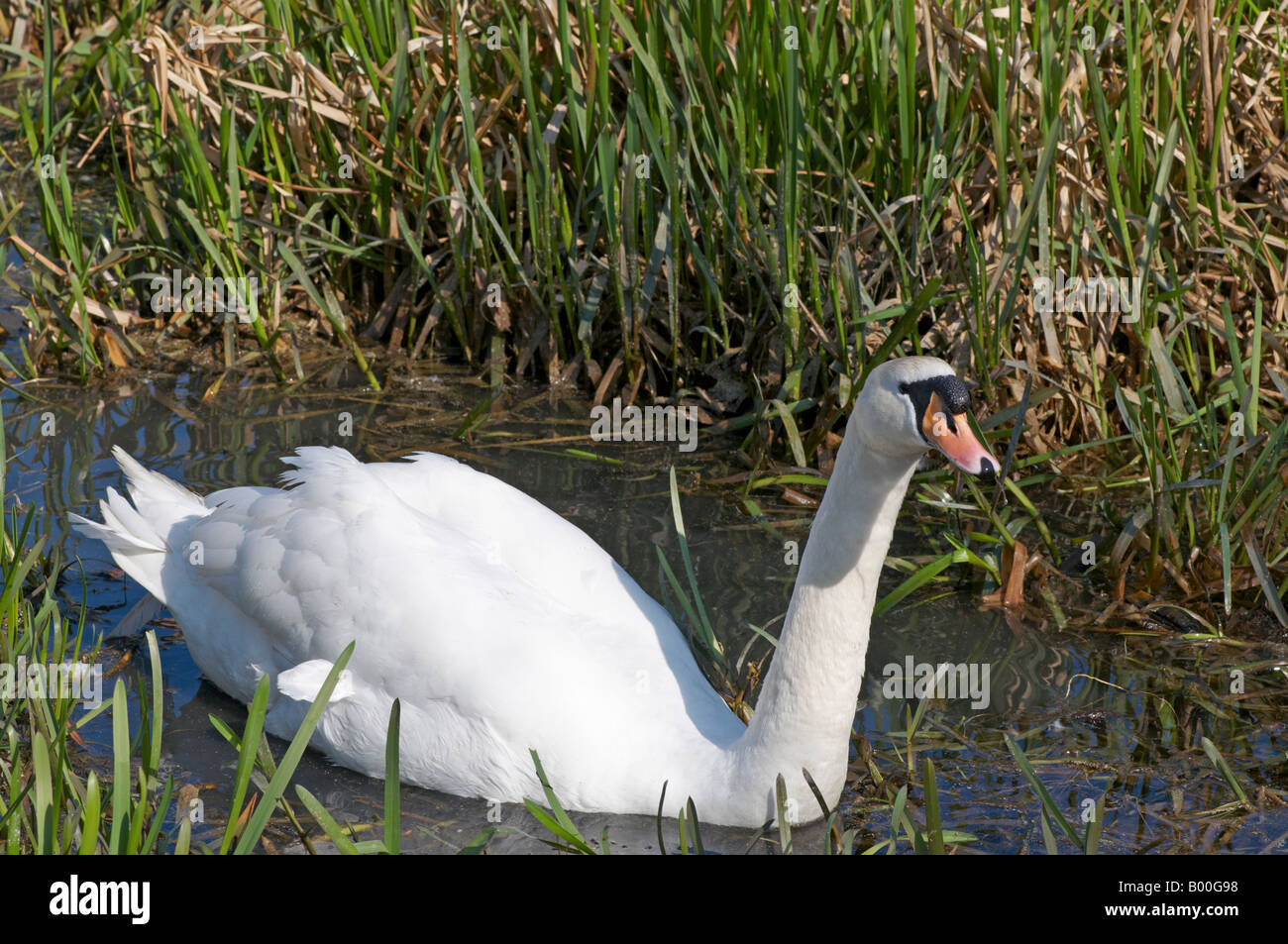 Cob maschio swan in acqua nuoto cigno Cygnus olor proteggendo il suo nido in Cambridge vicino percorso a piedi Foto Stock