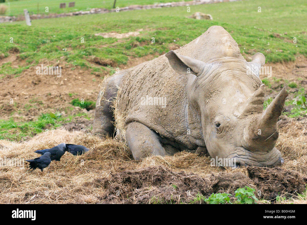 White Rhino e Jackdaws a Cotswold Wildlife Park Burford Inghilterra Foto Stock