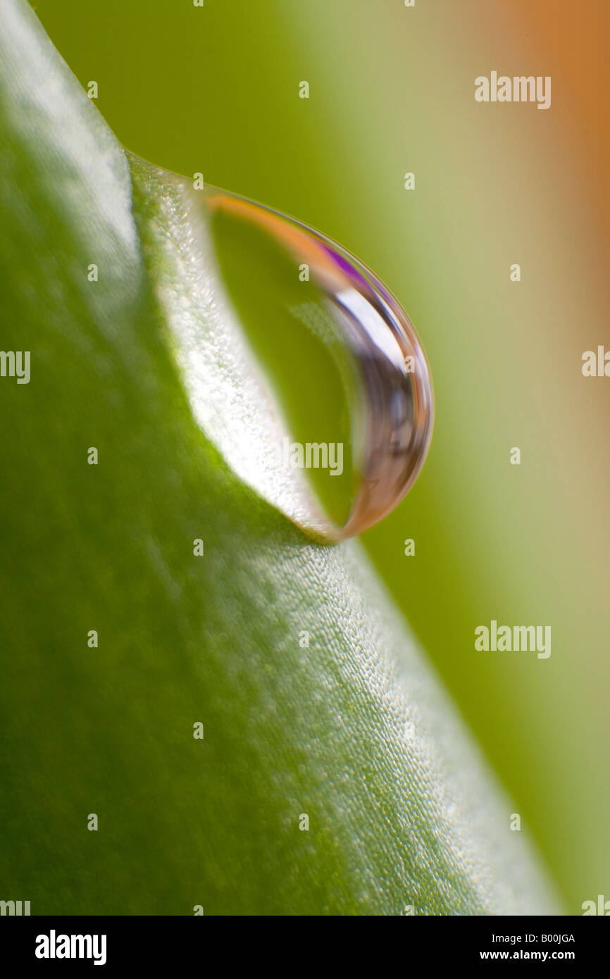 Aloe Vera Foto Stock