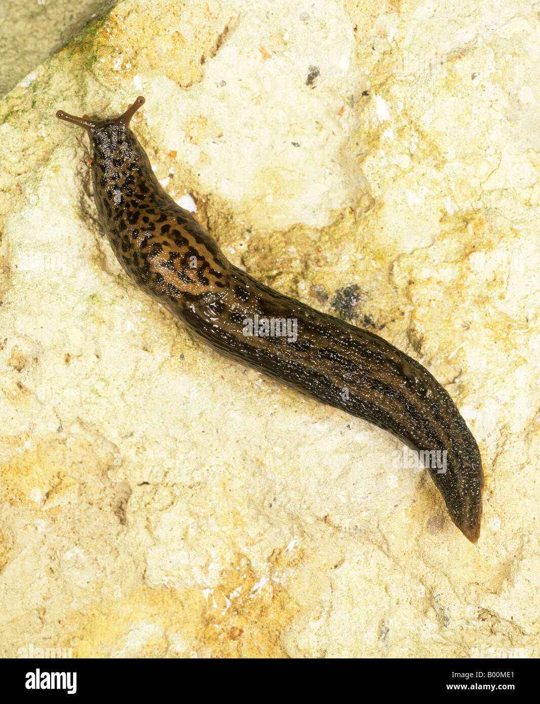 Leopard slug Limax maximus adulto su una pietra Foto Stock