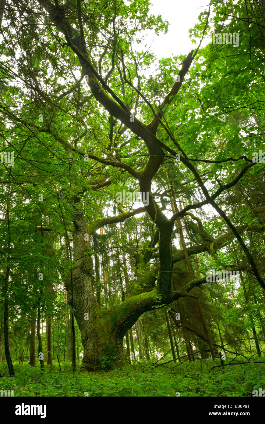 Albero di quercia nella foresta - Mazury, Polonia. Foto Stock