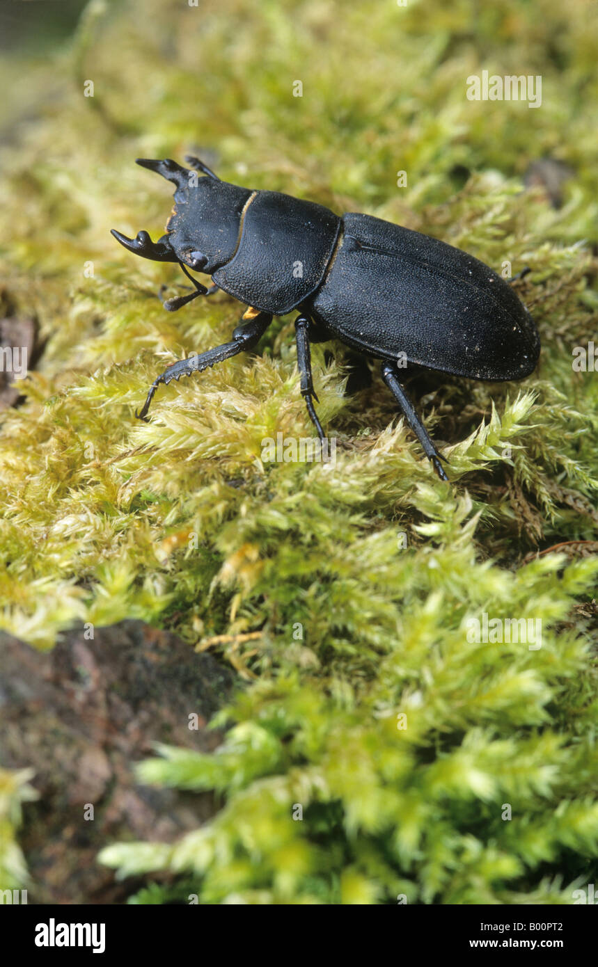 Minore maschio Stag Beetle (Dorcus parallelipipedus) Foto Stock