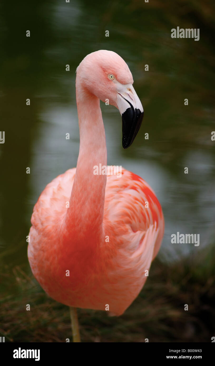 Flamingo è in appoggio su una gamba che assomiglia a un grazioso punto interrogativo Foto Stock